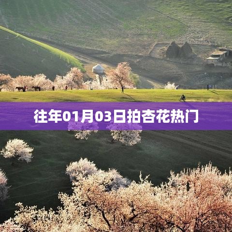 『01月03日拍杏花，熱門春光瞬間』