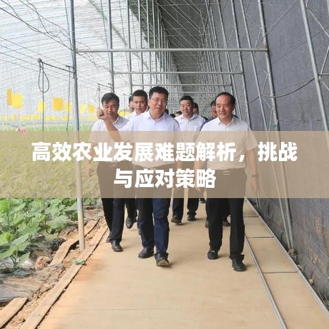 高效農(nóng)業(yè)發(fā)展難題解析，挑戰(zhàn)與應(yīng)對策略
