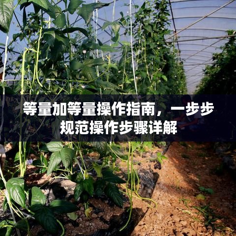 等量加等量操作指南，一步步規(guī)范操作步驟詳解