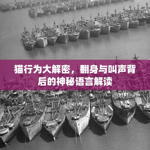 貓行為大解密，翻身與叫聲背后的神秘語言解讀