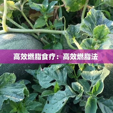 高效燃脂食療：高效燃脂法 