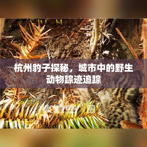杭州豹子探秘，城市中的野生動物蹤跡追蹤