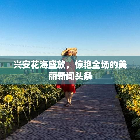 興安花海盛放，驚艷全場(chǎng)的美麗新聞?lì)^條