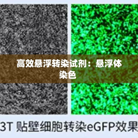 高效懸浮轉(zhuǎn)染試劑：懸浮體染色 