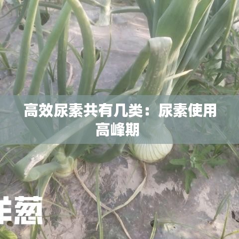 高效尿素共有幾類：尿素使用高峰期 