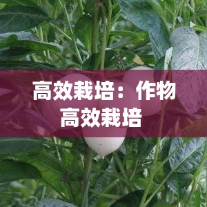 高效栽培：作物高效栽培 