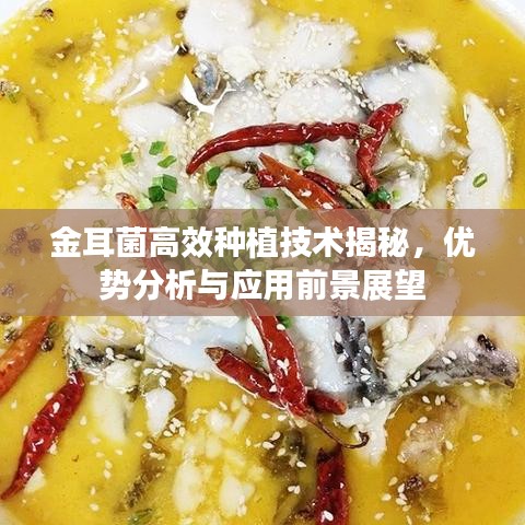 金耳菌高效種植技術(shù)揭秘，優(yōu)勢(shì)分析與應(yīng)用前景展望