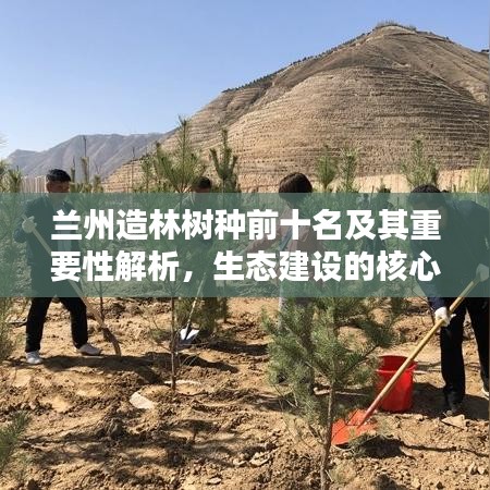蘭州造林樹種前十名及其重要性解析，生態(tài)建設(shè)的核心支柱