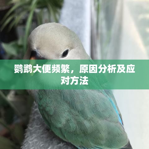 鸚鵡大便頻繁，原因分析及應(yīng)對方法