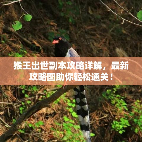 猴王出世副本攻略詳解，最新攻略圖助你輕松通關(guān)！