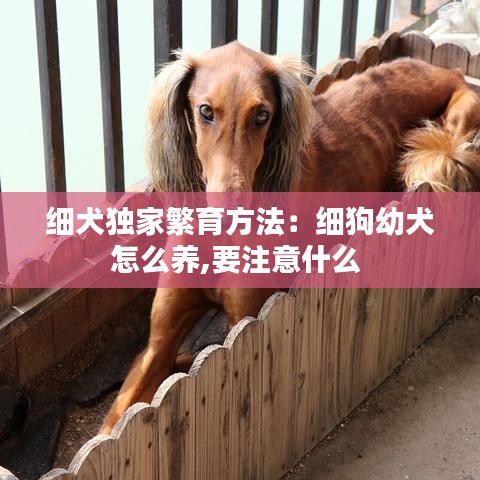 細(xì)犬獨(dú)家繁育方法：細(xì)狗幼犬怎么養(yǎng),要注意什么 