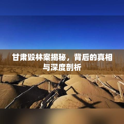 甘肅毀林案揭秘，背后的真相與深度剖析