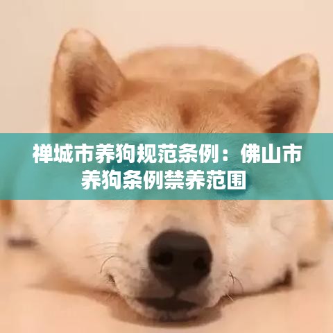禪城市養(yǎng)狗規(guī)范條例：佛山市養(yǎng)狗條例禁養(yǎng)范圍 
