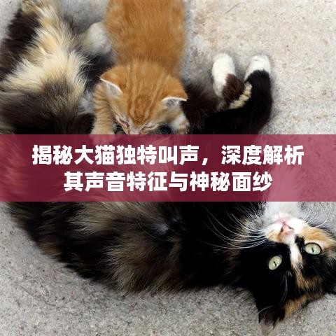 揭秘大貓獨特叫聲，深度解析其聲音特征與神秘面紗