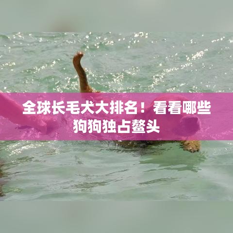 全球長毛犬大排名！看看哪些狗狗獨占鰲頭