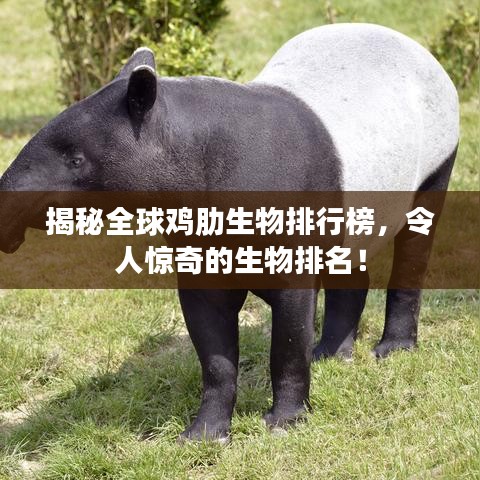 揭秘全球雞肋生物排行榜，令人驚奇的生物排名！