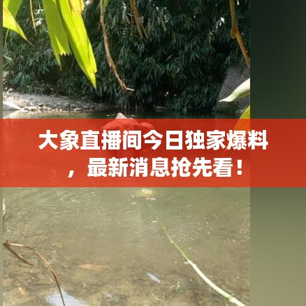 大象直播間今日獨家爆料，最新消息搶先看！