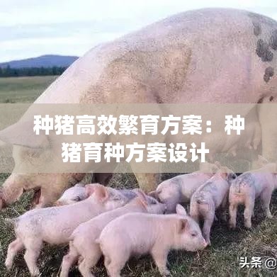 種豬高效繁育方案：種豬育種方案設計 