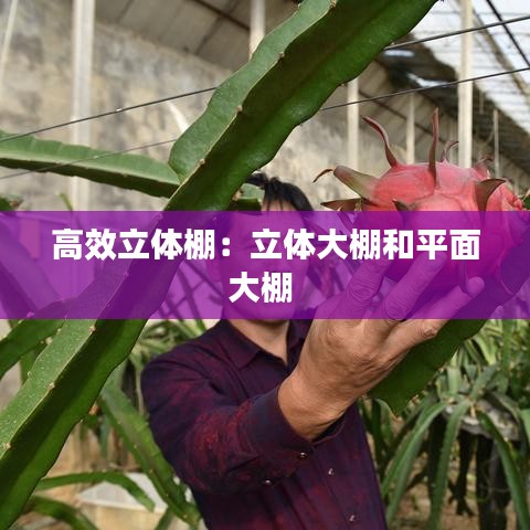 高效立體棚：立體大棚和平面大棚 