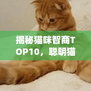 揭秘貓咪智商TOP10，聰明貓咪的精彩瞬間不容錯(cuò)過(guò)！