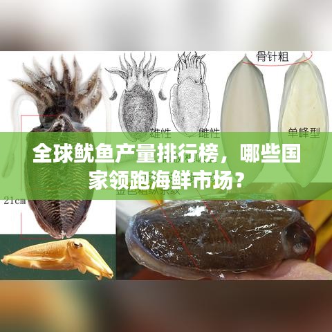 全球魷魚產(chǎn)量排行榜，哪些國家領(lǐng)跑海鮮市場？