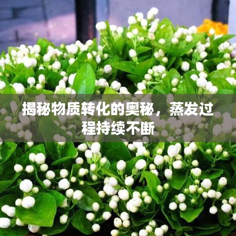 揭秘物質(zhì)轉(zhuǎn)化的奧秘，蒸發(fā)過(guò)程持續(xù)不斷