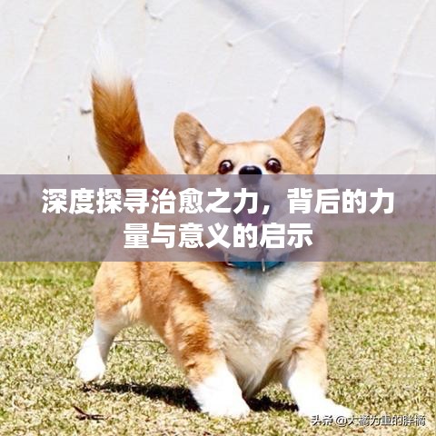 深度探尋治愈之力，背后的力量與意義的啟示