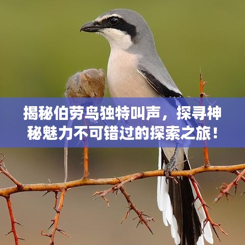 揭秘伯勞鳥獨(dú)特叫聲，探尋神秘魅力不可錯(cuò)過的探索之旅！