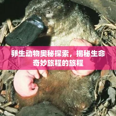 卵生動物奧秘探索，揭秘生命奇妙旅程的旅程