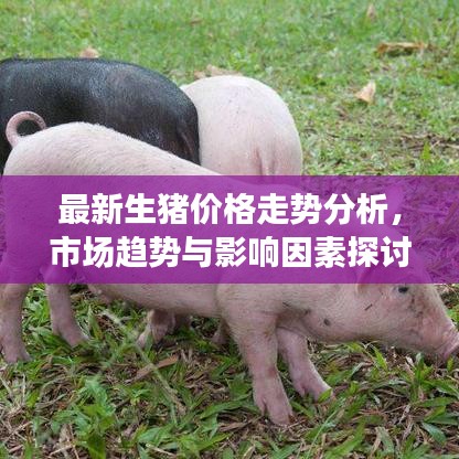 最新生豬價(jià)格走勢分析，市場趨勢與影響因素探討