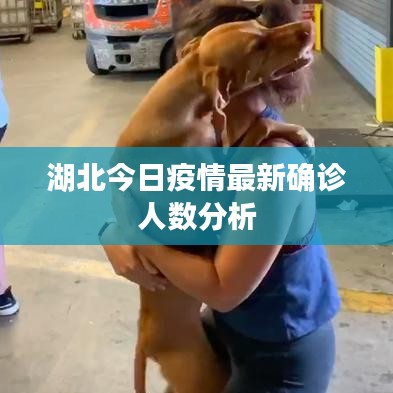 湖北今日疫情最新確診人數(shù)分析