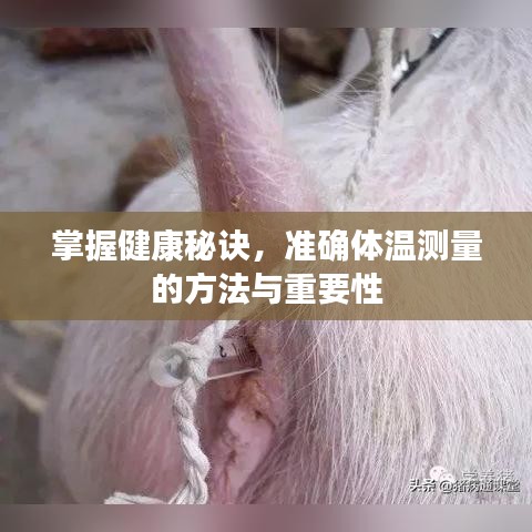 掌握健康秘訣，準(zhǔn)確體溫測量的方法與重要性