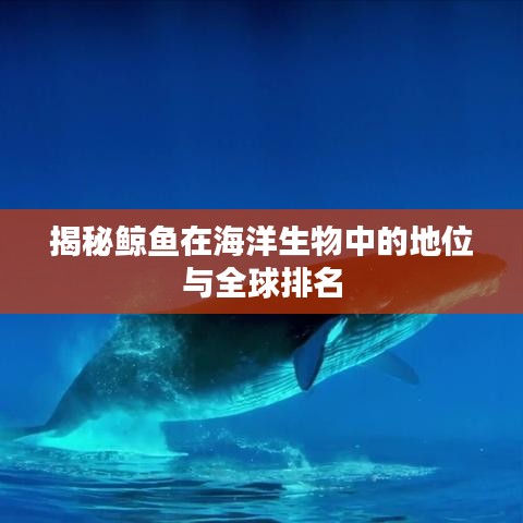 揭秘鯨魚在海洋生物中的地位與全球排名