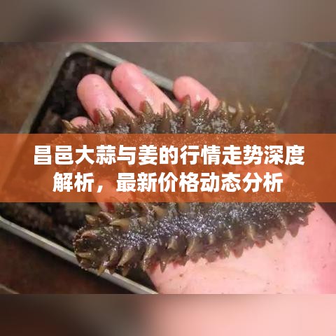 昌邑大蒜與姜的行情走勢(shì)深度解析，最新價(jià)格動(dòng)態(tài)分析
