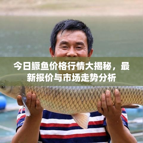今日鱖魚價格行情大揭秘，最新報價與市場走勢分析
