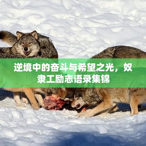 逆境中的奮斗與希望之光，奴隸工勵志語錄集錦