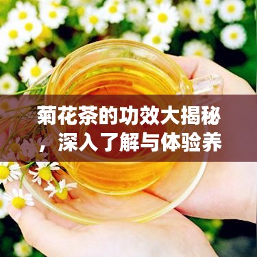 菊花茶的功效大揭秘，深入了解與體驗(yàn)養(yǎng)生之道