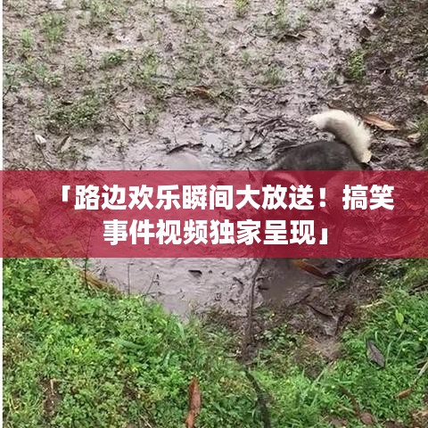 「路邊歡樂瞬間大放送！搞笑事件視頻獨(dú)家呈現(xiàn)」