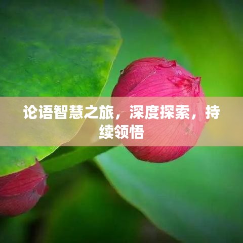 論語(yǔ)智慧之旅，深度探索，持續(xù)領(lǐng)悟