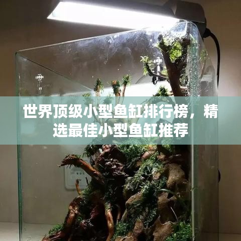 世界頂級小型魚缸排行榜，精選最佳小型魚缸推薦