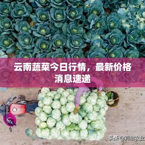 云南蔬菜今日行情，最新價格消息速遞