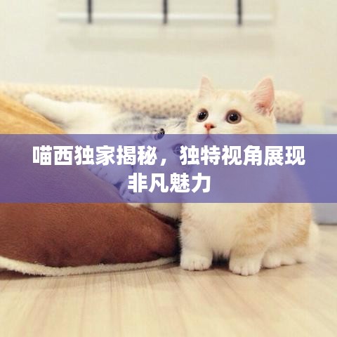 喵西獨(dú)家揭秘，獨(dú)特視角展現(xiàn)非凡魅力
