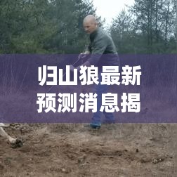 歸山狼最新預測消息揭秘，今日運勢大揭秘