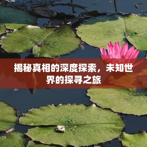 揭秘真相的深度探索，未知世界的探尋之旅