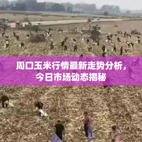 周口玉米行情最新走勢分析，今日市場動態(tài)揭秘