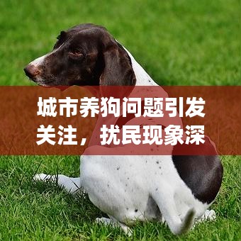 城市養(yǎng)狗問題引發(fā)關(guān)注，擾民現(xiàn)象深度解析