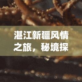 湛江新疆風(fēng)情之旅，秘境探索與美食打卡攻略