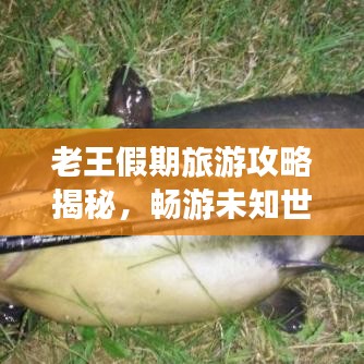 老王假期旅游攻略揭秘，暢游未知世界的精彩之旅