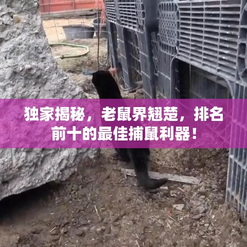 獨家揭秘，老鼠界翹楚，排名前十的最佳捕鼠利器！