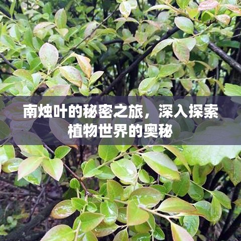 南燭葉的秘密之旅，深入探索植物世界的奧秘